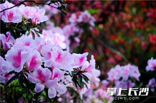 Springtime delight in Changsha