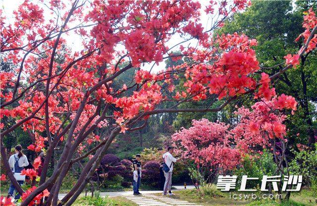 Springtime delight in Changsha