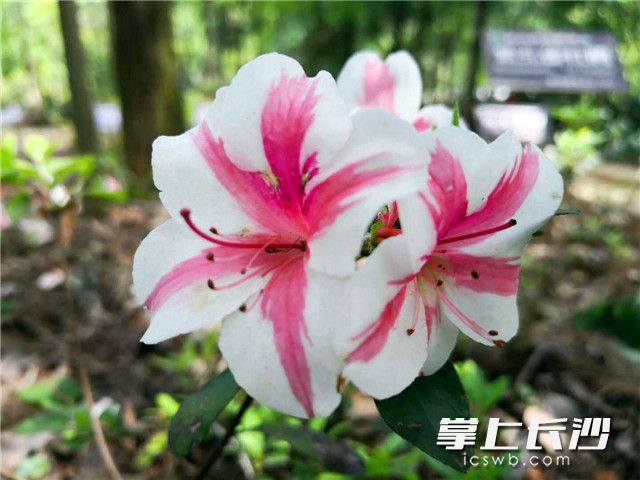 Springtime delight in Changsha