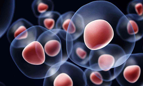 Mini-program of stem cell research starts trial operation