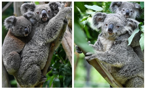 Number of koalas increases in park in Guangzhou