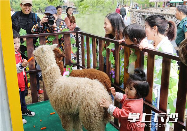Happy hours in Changsha Ecological Zoo