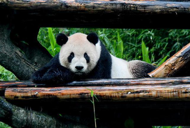 Two giant pandas at Taipei Zoo attract tourists