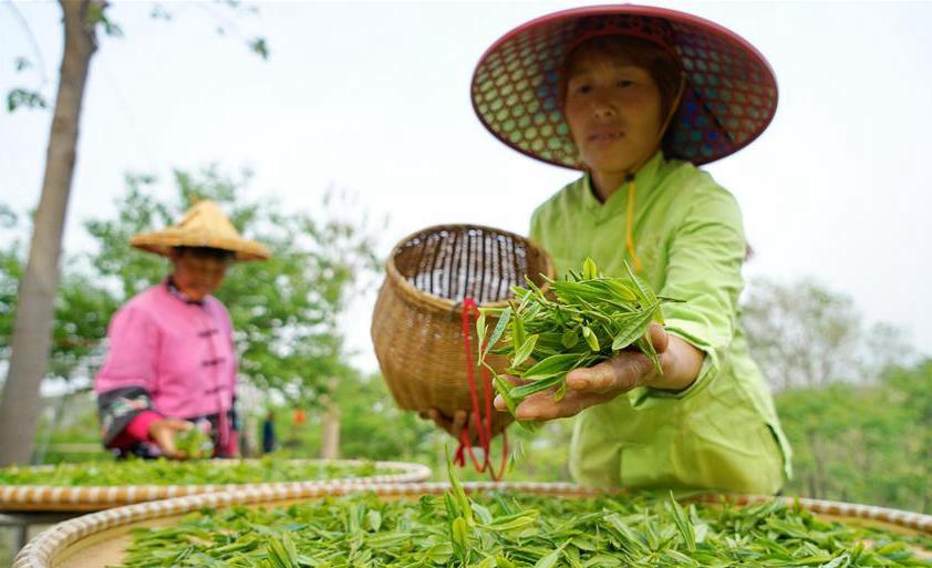 Tea planting lifts villagers out of poverty in north China's Hebei