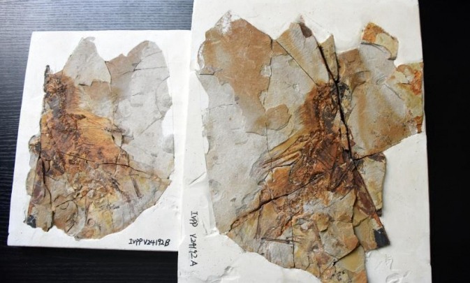Chinese scientists discover bizarre winged dinosaur