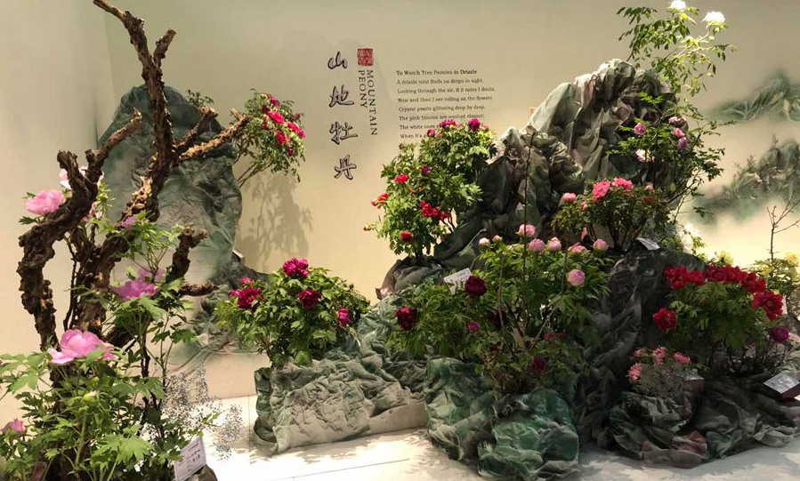 Chongqing peony wins international flower competition