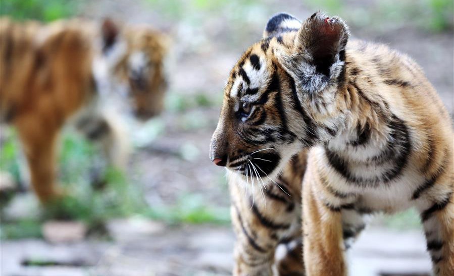 6 South China Tiger cubs allowed to meet public in China's Henan