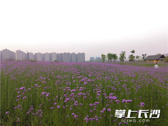 Sea of vervains blooms at the Yanghu Wetland Park in Changsha