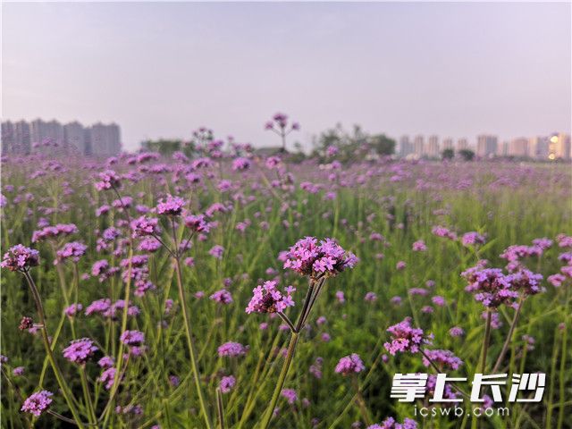 Sea of vervains blooms at the Yanghu Wetland Park in Changsha