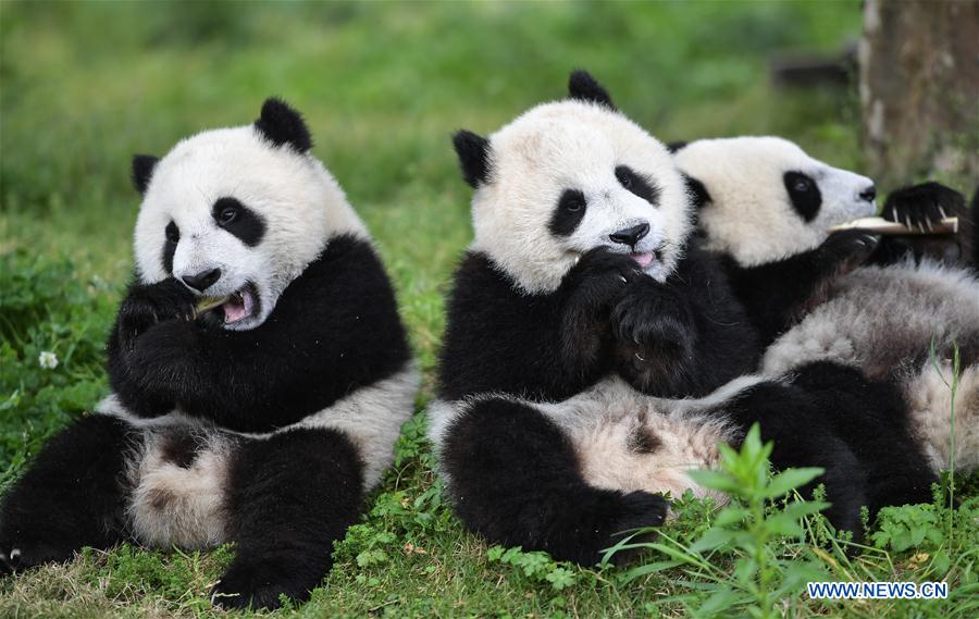 Top 10 Things You Need To Know About Pandas People s Daily Online