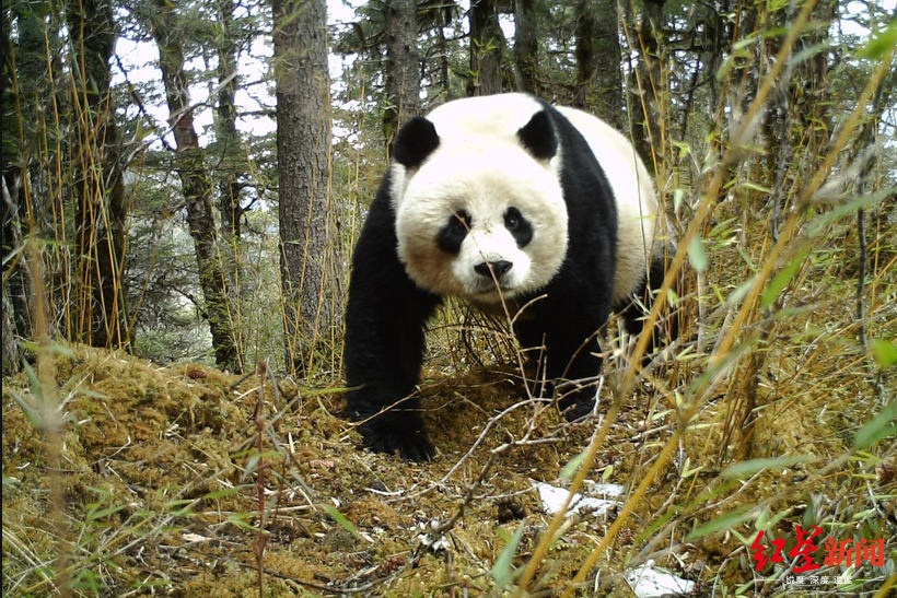 Wild mother panda walking with her cub captured by infrared