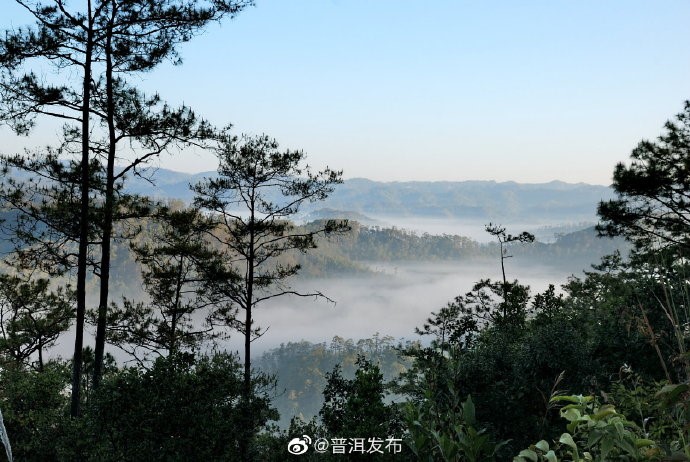 Non-Commercial Forests Spread 9,228 square kilometers in Pu’er