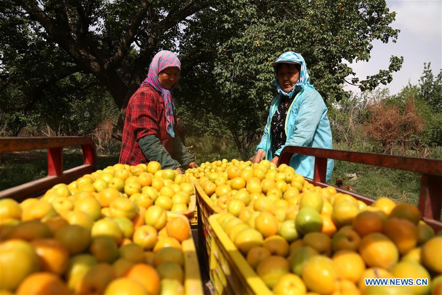 Farmers harvest apricots in NW China's Gansu