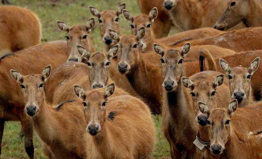 Population of milu deer grows in China