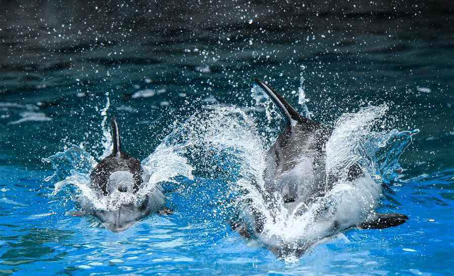 Three pacific white-sided dolphin cubs meet public in Zhuhai