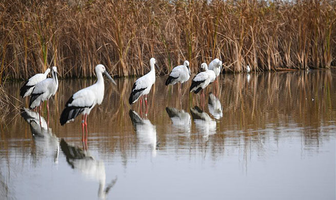 Migratory bird sanctuaries added to UNESCO World Heritage List