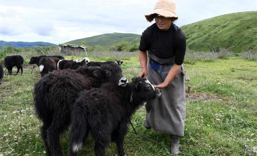 People in SW China upgrade yak milk production to get out of poverty
