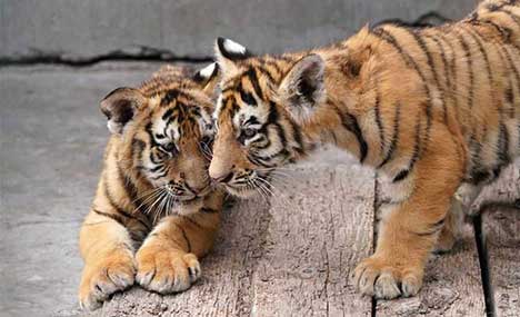 Siberian tigers at the Siberian tiger park in Heilongjiang