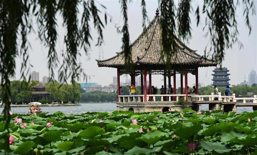 Lotus flowers bloom on Daming Lake in east China's Shandong