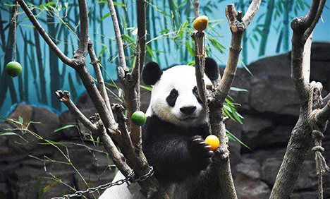 Jinan Wildlife World helps giant panda cool off