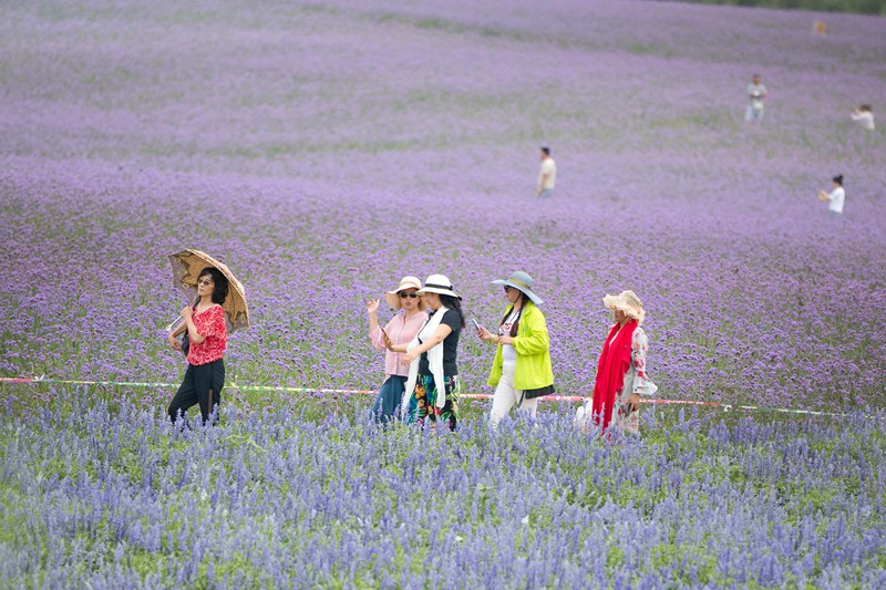 Lavender garden in Tongliao, Inner Mongolia, fascinates tourists with a sea of purple