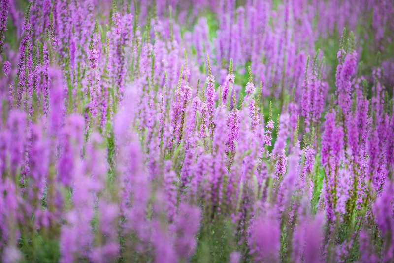 Lavender garden in Tongliao, Inner Mongolia, fascinates tourists with a sea of purple