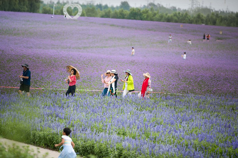 Lavender garden in Tongliao, Inner Mongolia, fascinates tourists with a sea of purple