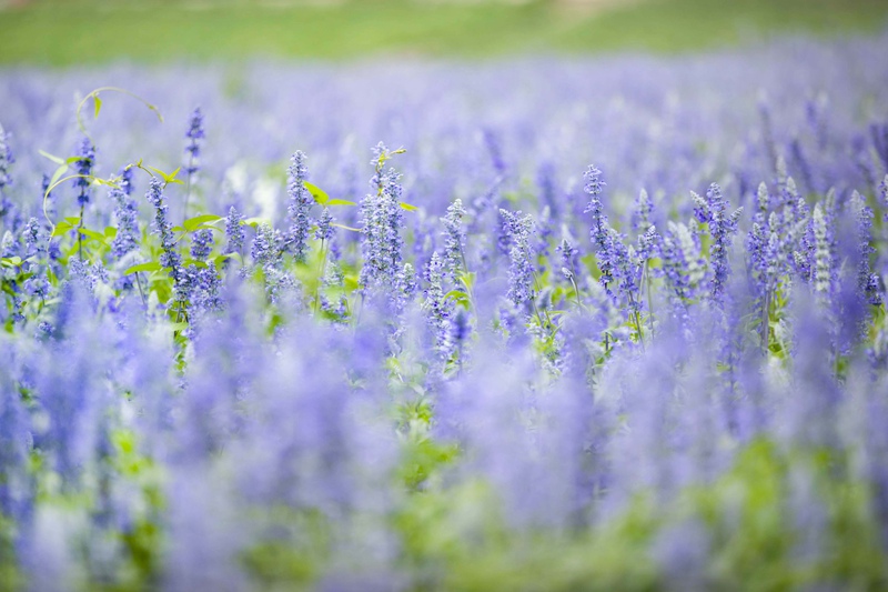 Lavender garden in Tongliao, Inner Mongolia, fascinates tourists with a sea of purple