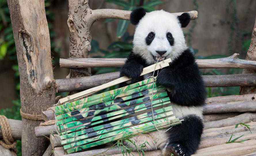 2nd giant panda cub Yi Yi, marking close China-Malaysia friendship