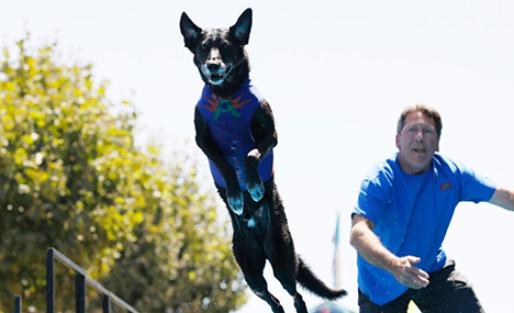 Dogs and pigs compete at Santa Clara County Fair