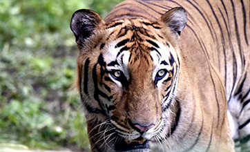 Bengal tigers found in Tibet, with plenty of prey