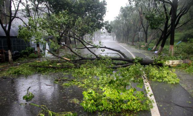 28 dead after Typhoon Lekima lands in east China