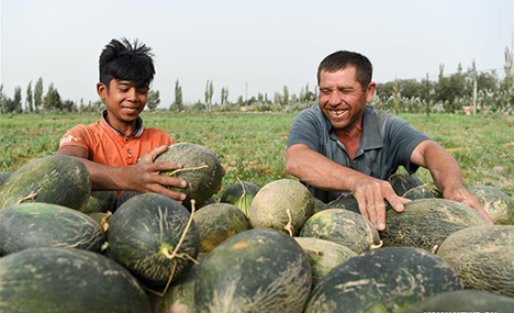 Farmers busy with collecting Jiashi cantaloupes in Kashgar, Xinjiang