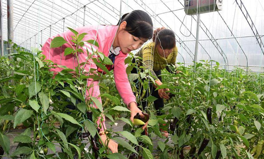 China Shouguang vegetable price index up 1.98 pct
