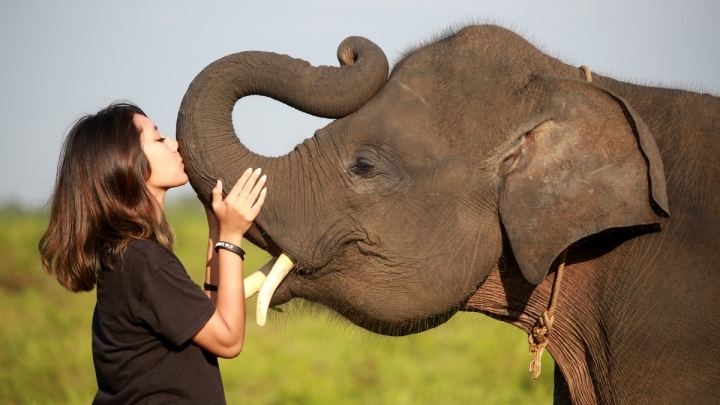 Chinese tourists more wildlife-friendly, reject elephant rides