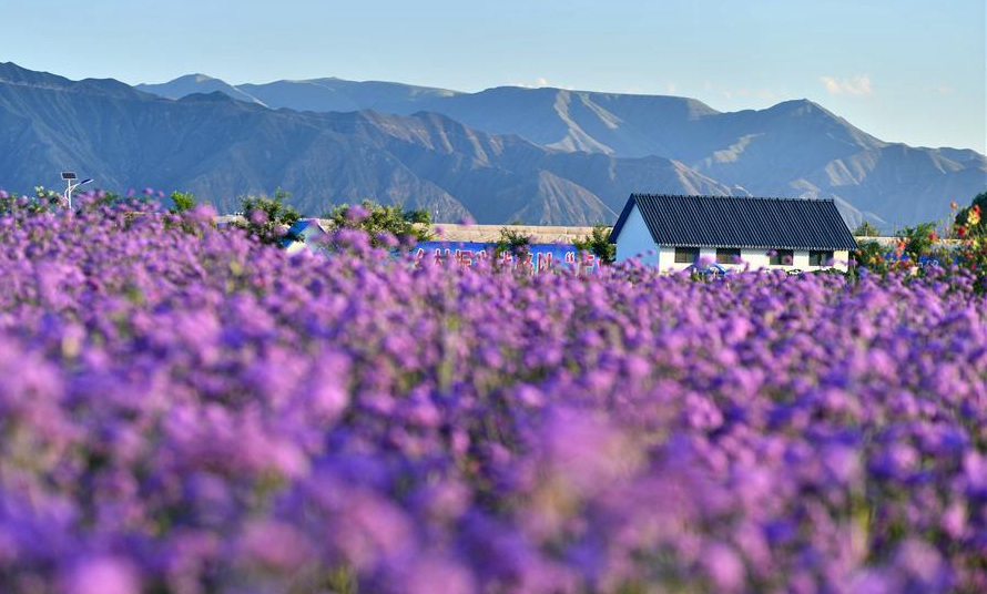 Demonstration park plants flowers to promote local tourism in NW China
