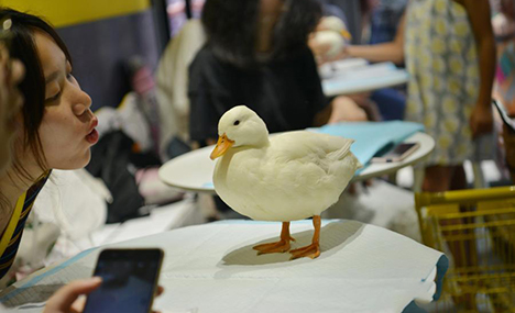 Pet ducks woo customers to cafe in Chengdu