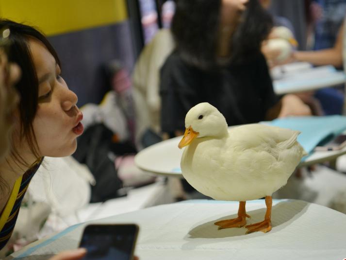 Pet ducks woo customers to cafe in Chengdu