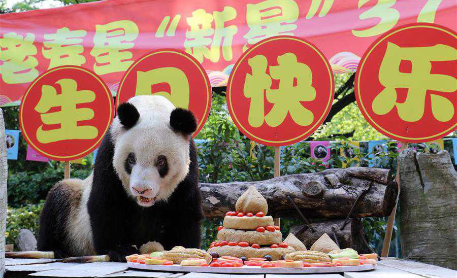 World's oldest captive giant panda turns 37