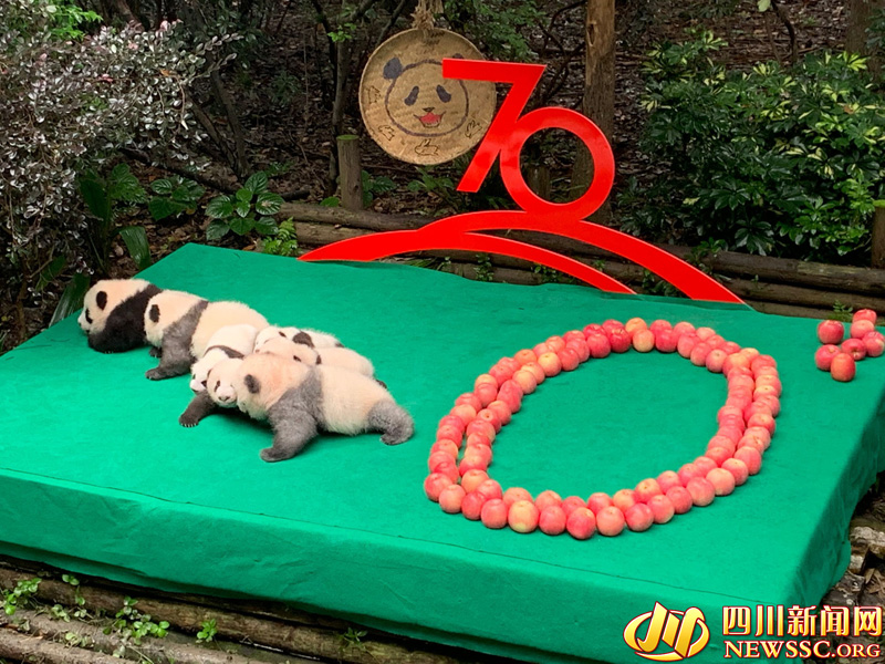 Newborn panda cubs 'celebrate' 70th anniversary of the founding of the People’s Republic of China