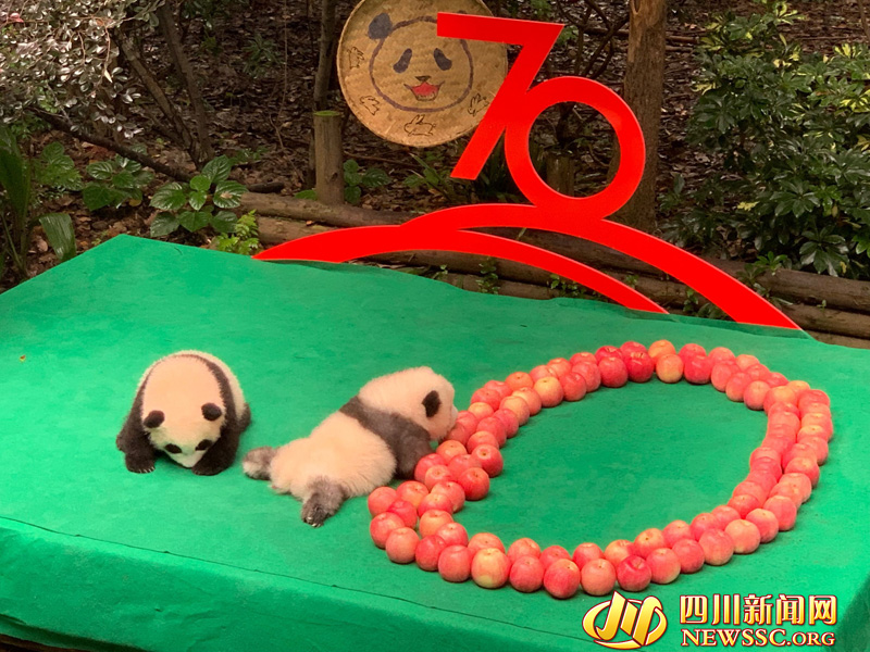 Newborn panda cubs 'celebrate' 70th anniversary of the founding of the People’s Republic of China