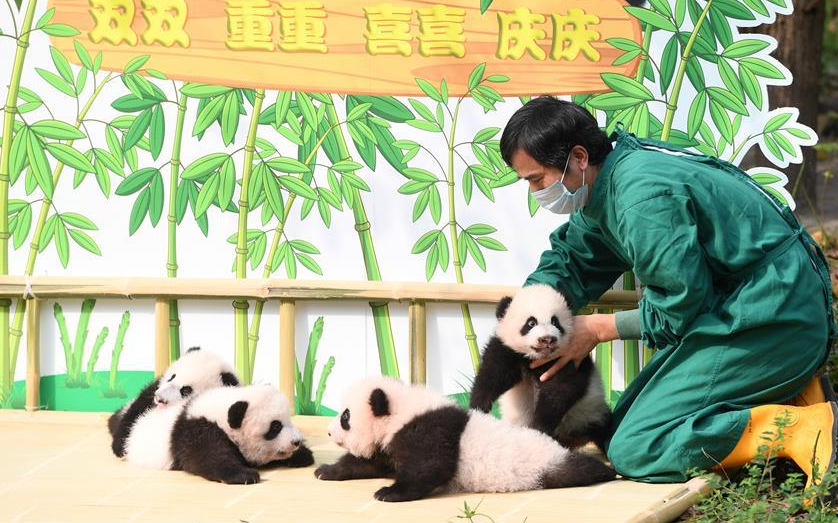 4 giant panda cubs make public debut in southwest China city