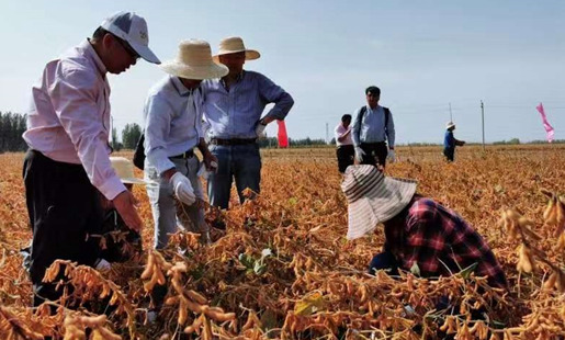 China develops new high-yield soybean variety