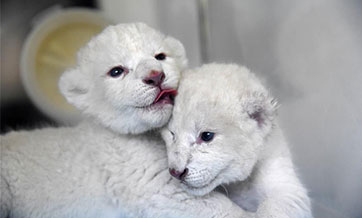 Twin white lion cubs born at Wild World Jinan, Shandong