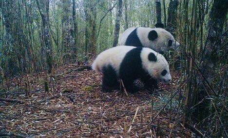 Wild giant panda mother and her child captured on cameras in SW China’s nature reserve