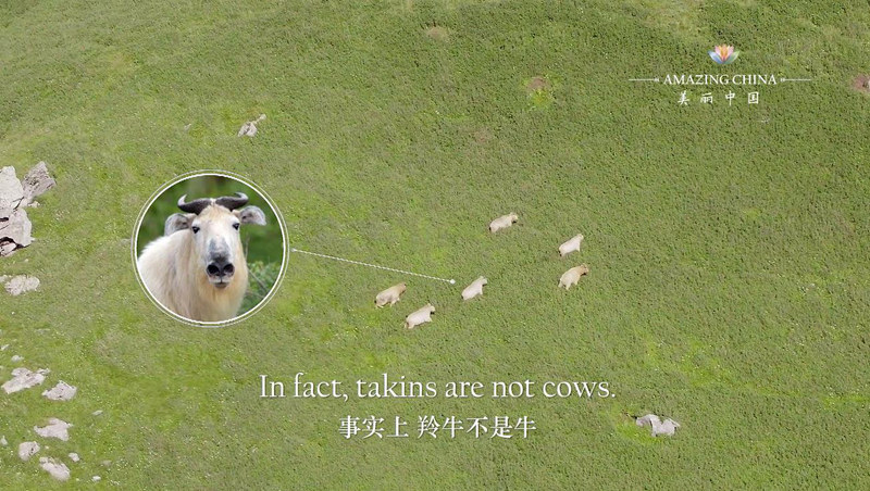 Amazing China: A Cow or An Antelope?