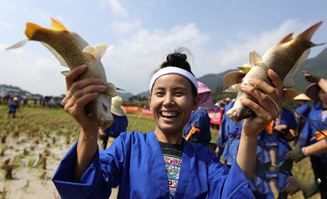Women of Dong ethnic group celebrate rice harvest
