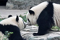 Giant panda twins debut in Beijing
