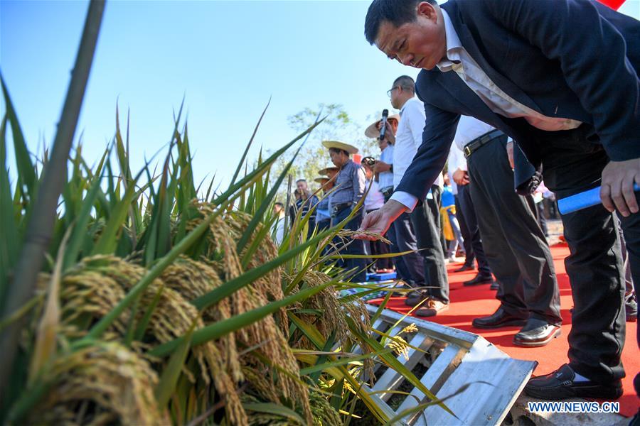 Third-generation hybrid rice achieves high yields in China