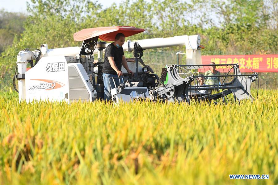 Third-generation hybrid rice achieves high yields in China